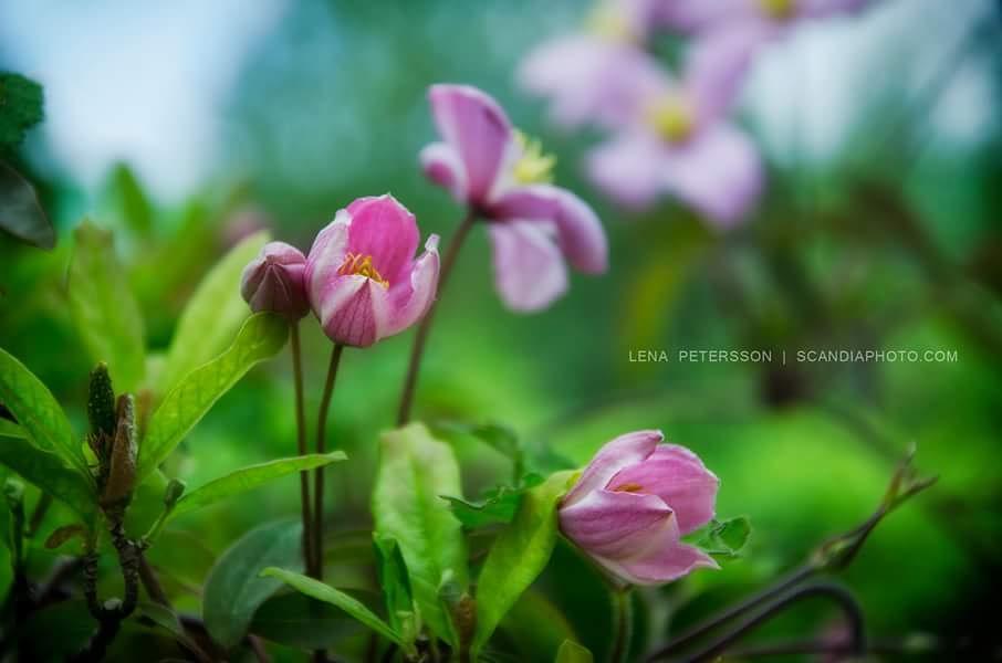 #colors #flowers #skåne #sweden #green #pink #floweroftheday #instaflower #flowersofinstagram
