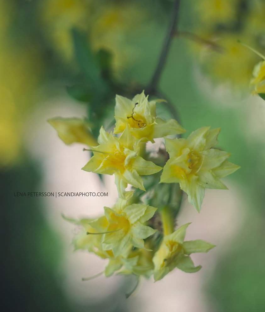 #yellow #floweroftheday #flowerportrait #flower #flowerstagram #flowerslovers #flowersofinstagram #instaflower