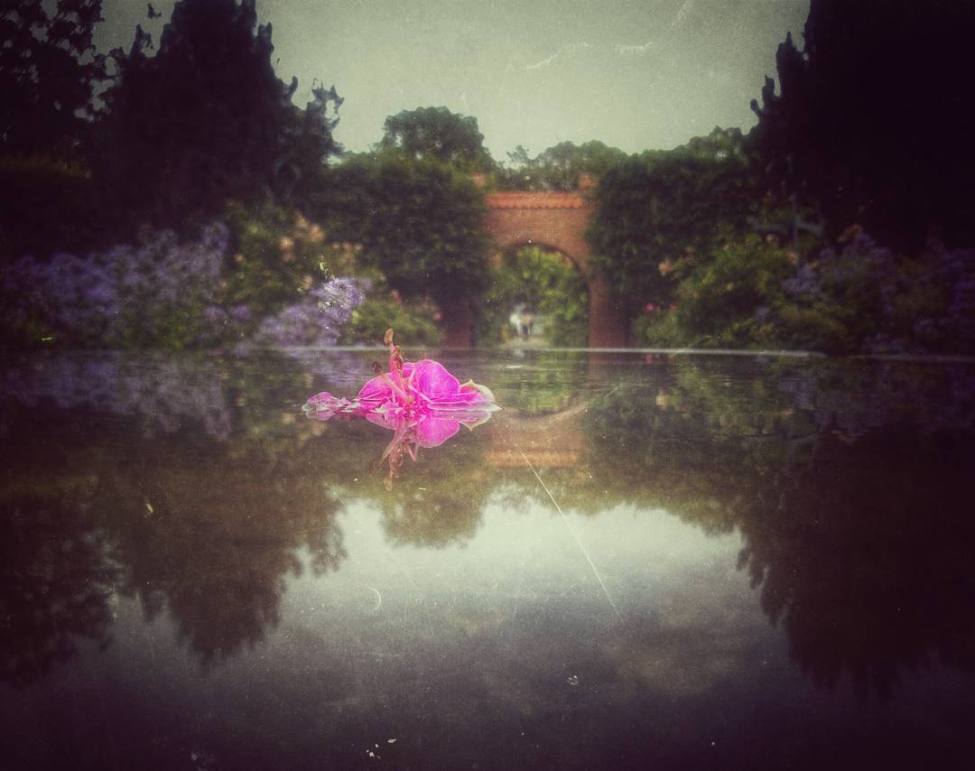 #Pildammsparken #mobilephotography #phonesnap #phonesia #phoneshot #water #flower #texture #snapseed #Malmö #skåne #Sweden