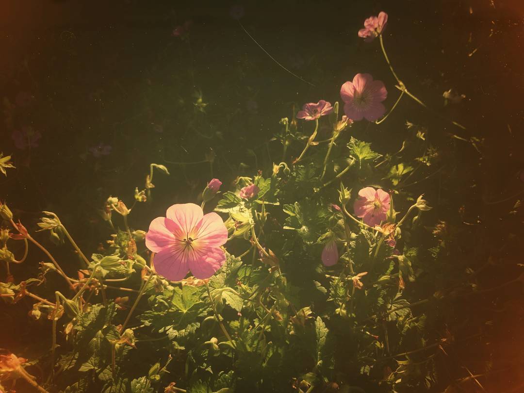#instaflower #sweden #malmö #phoneshot #phonesnap #phonography #flowerportrait #floweroftheday #flowers #blommor