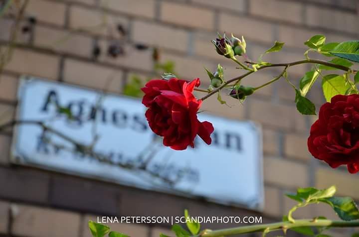 #agnesgatan #malmö #skåne #sweden #street #Roses #red #floweroftheday #flowers #instadaily #instaflowers