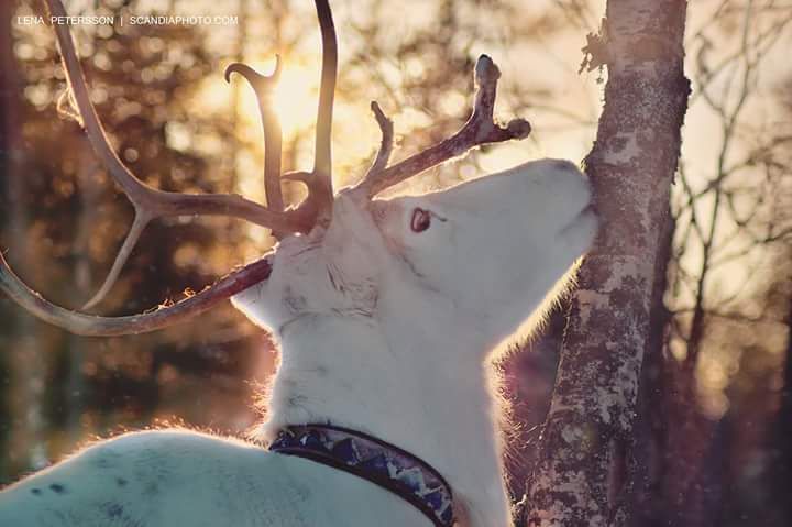 #winter #lapland #nature #snow #winterwonderland #kittilä #levi #workshopelenashumilova #reindeers #reindeer #animals #forest #photographersweden #fotografsweden #fotografmalmö