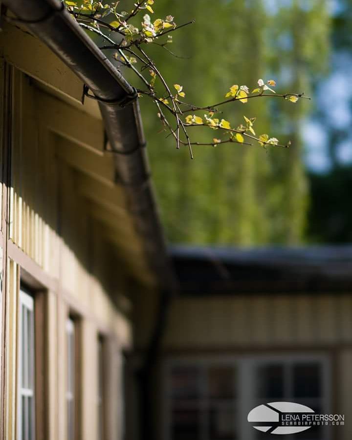 #folketspark #malmö #spring #fotografmalmö
