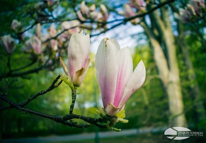 #magnolia #flowers #tree #spring #naturephotography #nature