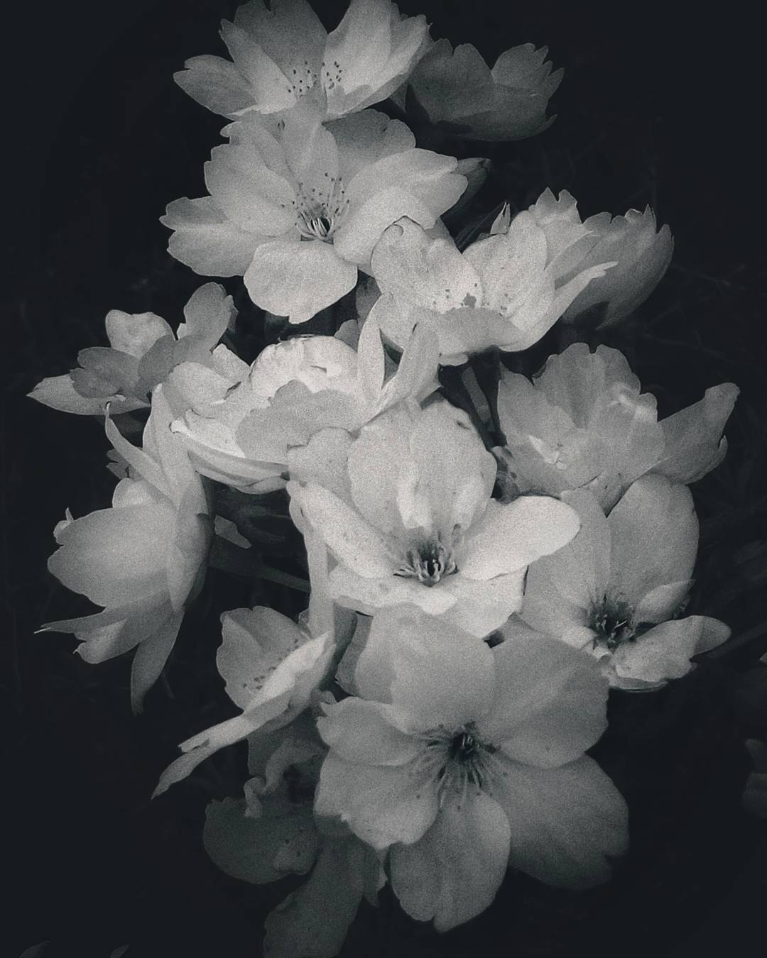 #monochrome #blossom #blackandwhite #spring #phonesnap #phonography #snapseed