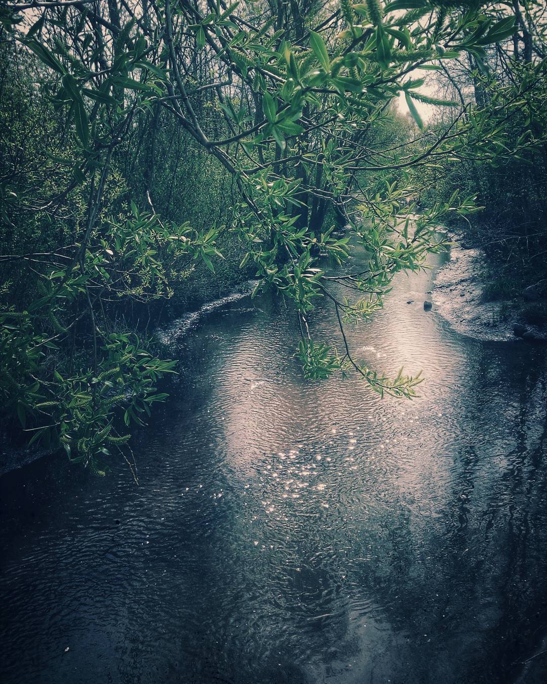 På försommar promenad i den härliga naturen. Taking a nature walk in on a early summer day. #naturephotography #nature #naturelove #water #snapseed #phonesnap #phonography #sweden #malmö #europe #tree