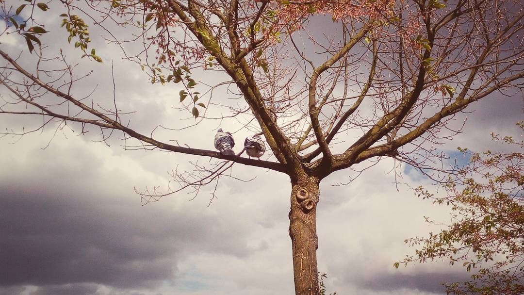 #phonography #phonesnap #snapseed #nature #naturephotography #dove #bird #tree #clouds #spring