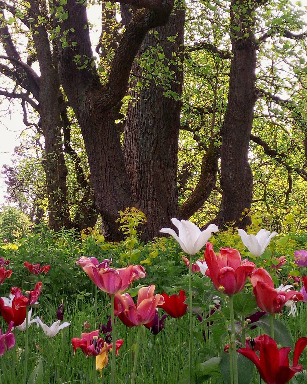 #tulips #tree #bestflowershot #park #phonesnap #phonography #floweroftheday #flowers
