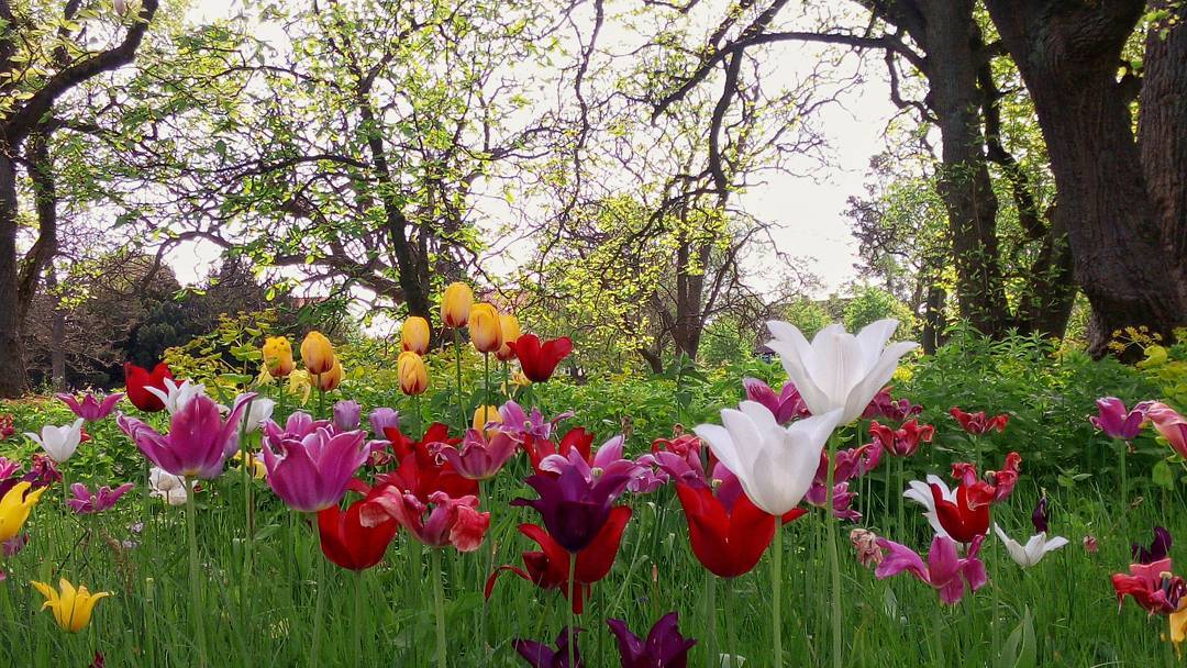 #tulips #tree #bestflowershot #park #phonesnap #phonography #floweroftheday #flowers