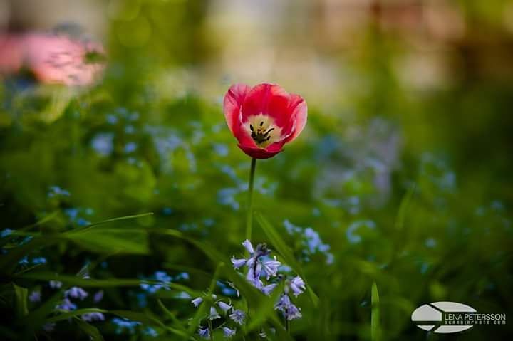 #tulpaner #tulips #flowers #park #spring #solitaire #megashot #bestflowershot #floweroftheday #ig_sweden #ig_flowers #instaflower #sweden #malmö #fotografmalmö #malmöfotograf