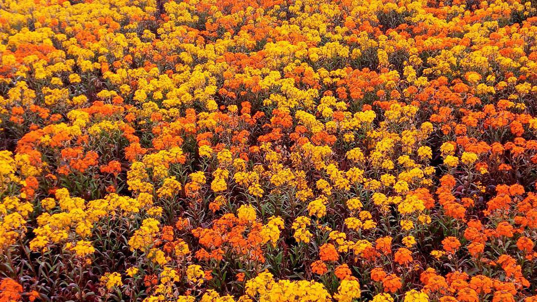 #yellow #orange #flowers #spring #phonography #phonesnap #background #sweden