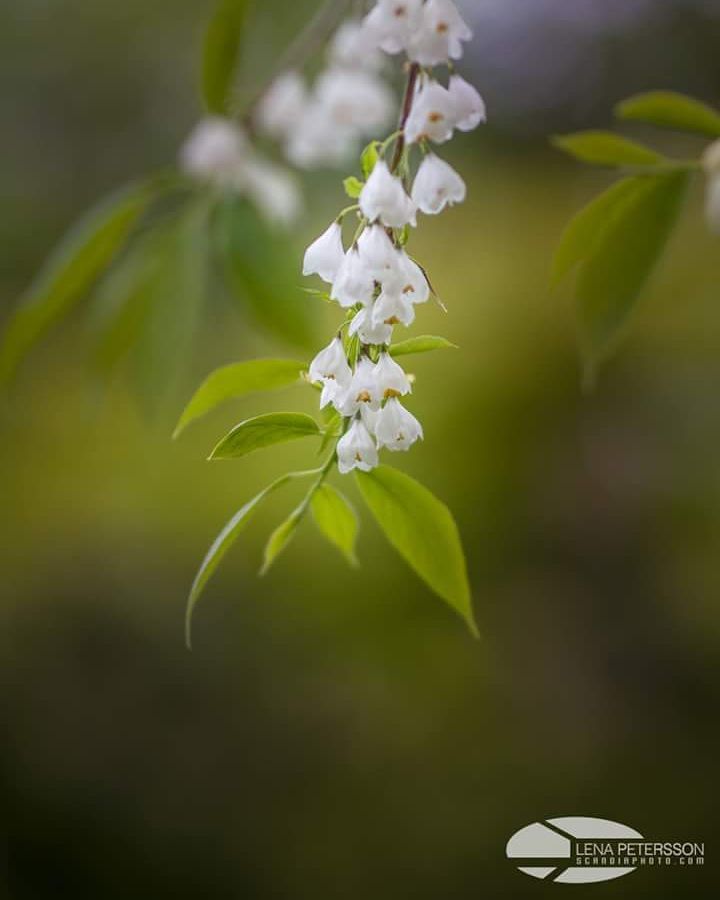Äntligen är sommaren här med underbar grönska och blommor Summer days are finally here #flowers #floweroftheday #green #summer #sweden #nature