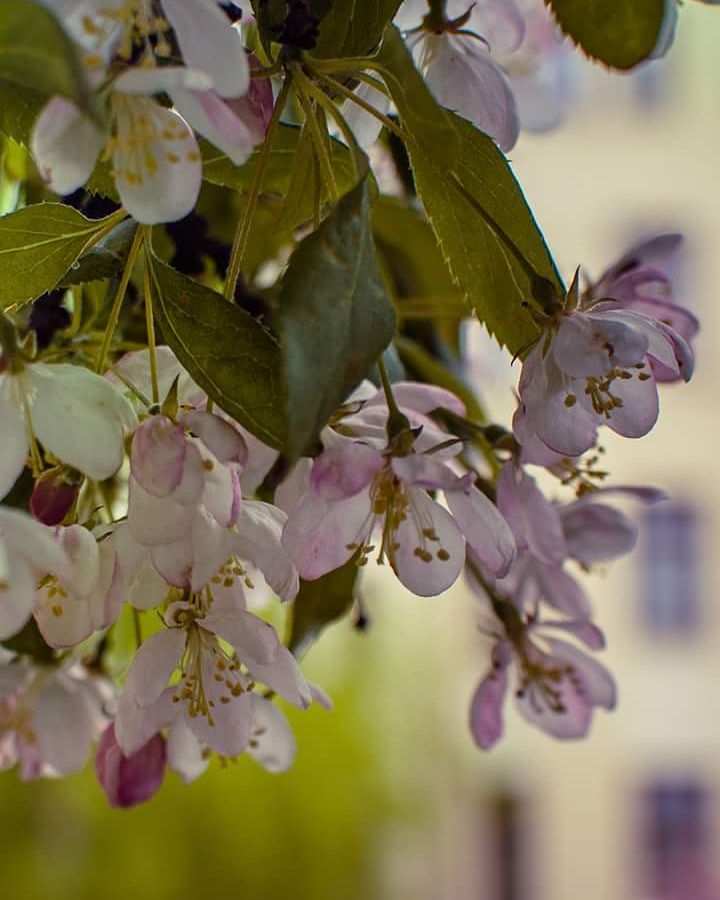 The loveliest blossoms #blossom #flowers #floweroftheday