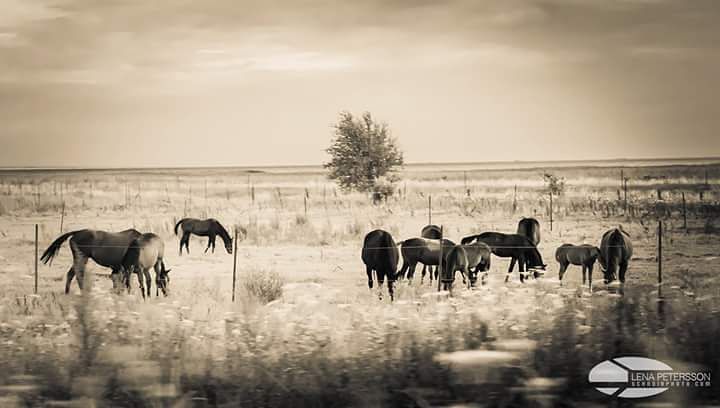 Driving by a flock of horses #horses #travel #passingby #drivingby #roadside #europe #horsesofig #instatravel