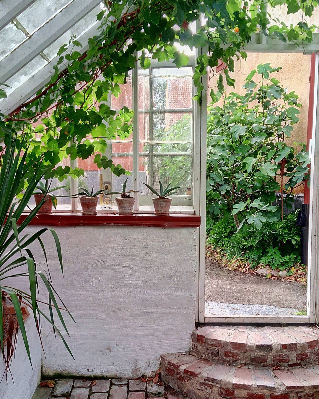 Spent a lovely afternoon with my good friend Charlotte. #green #garden #greenhouse #plants #shabbychic #windows #phonography #phonegraphy #ulefone #ulefonearmor #snapseed #instagram
