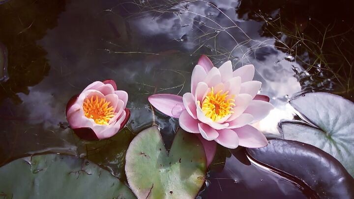 #waterlilly #water #flowers #instavideo #instaflower #ulefone #ulefonearmor #naturelove #nature #pond #waterlillies #video #videoclip