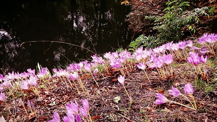 #autumn #wintercrocus #video #ulefonearmor #flowers #water #nature #videoclip