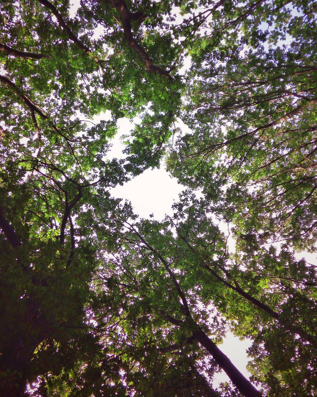 #betweenthetrees #tree #treetops #phonesnap
