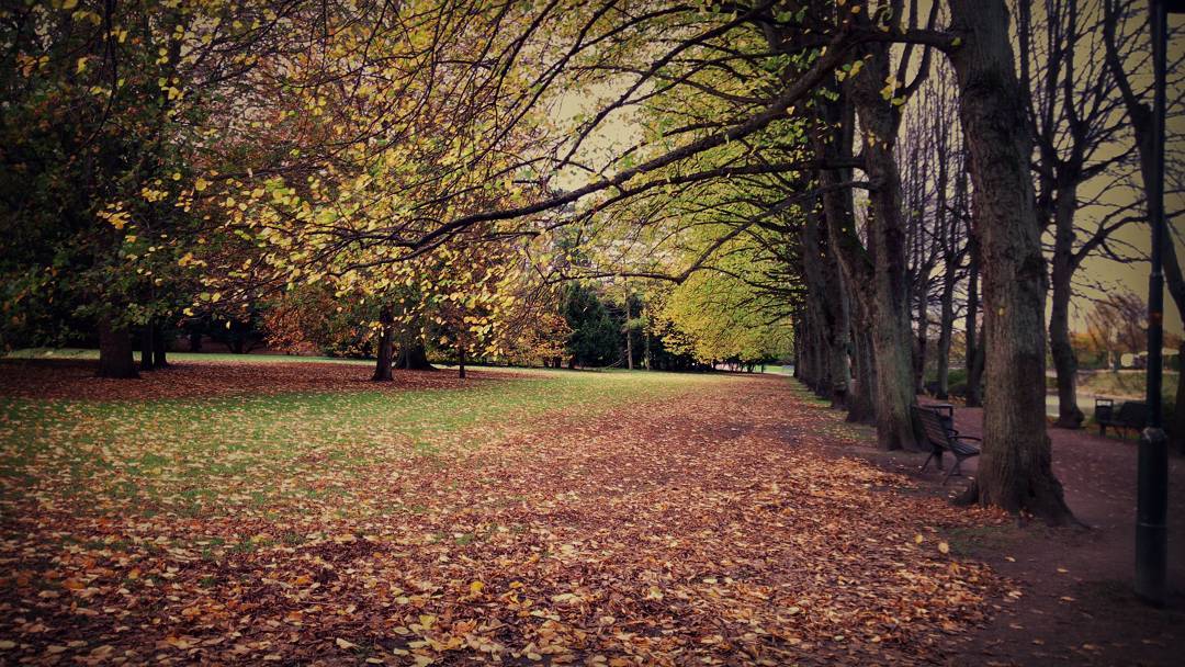 #tree #october #leafs #autumn