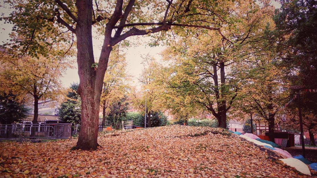 #ulefonearmor #ig_sweden #ig_fall #ig_autumn #phonesnap #phonography #fall #autumn #trees #leafs #europe #malmö