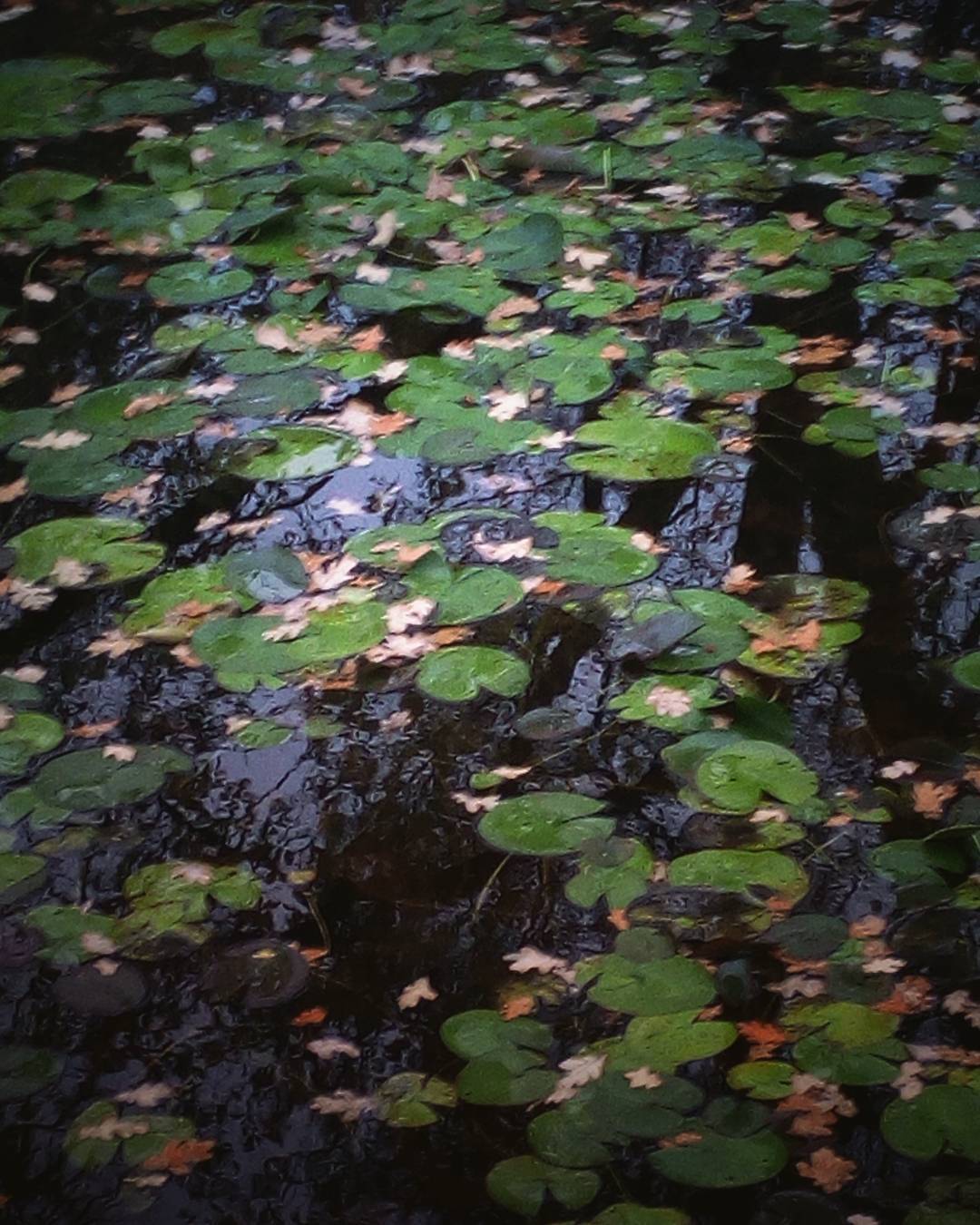 The pond #pond #water #reflection