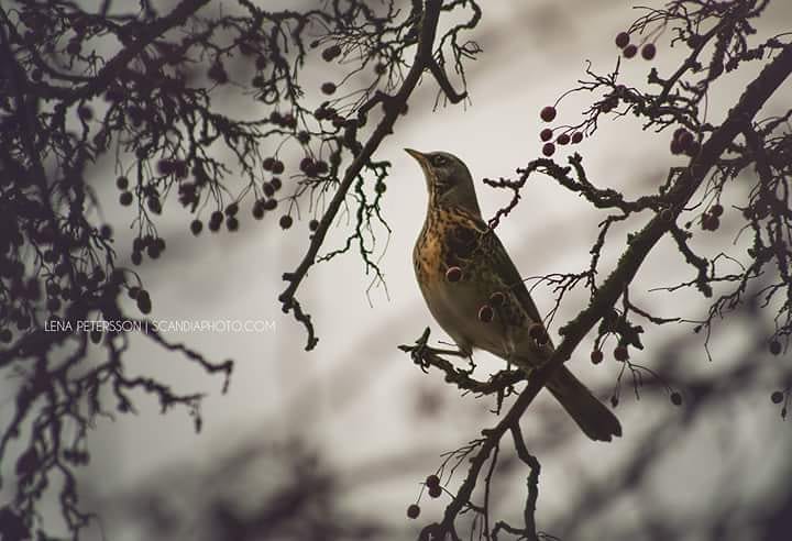Bird and berries in winter time #sweden #malmö #pildammsparken #winterwonderland #winter #birds #nature #wildlife #ig_naturelovers #ig_nature #bestofwinter