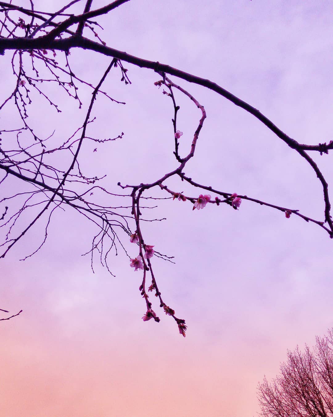 #early #blossom #sakura