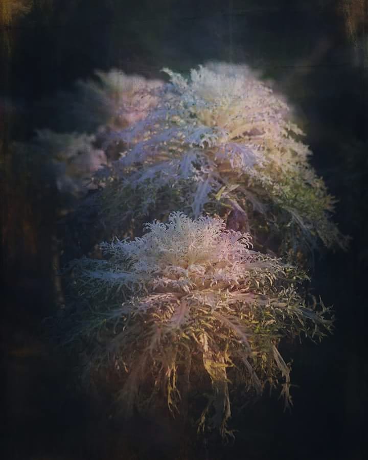 #garden #gardenbeauty #cabbage #wintergarden