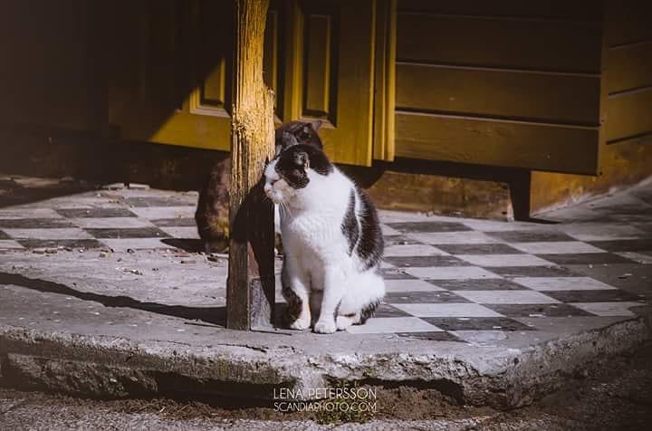 #cat #cats #catsofworld #poland #justchillininthesun