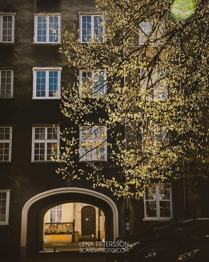 #gdansk #poland #urban #tree #architecture