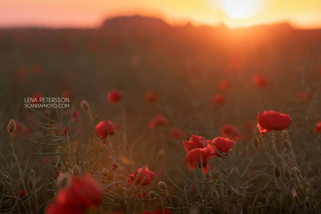 #poppy #poppyfield #poppies #sunset #nature #flower #flowersofinstagram #floweroftheday #bestoftheday