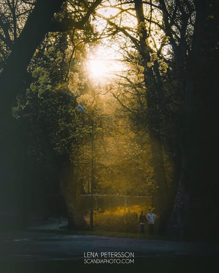 #walk #sunset #pond #tree