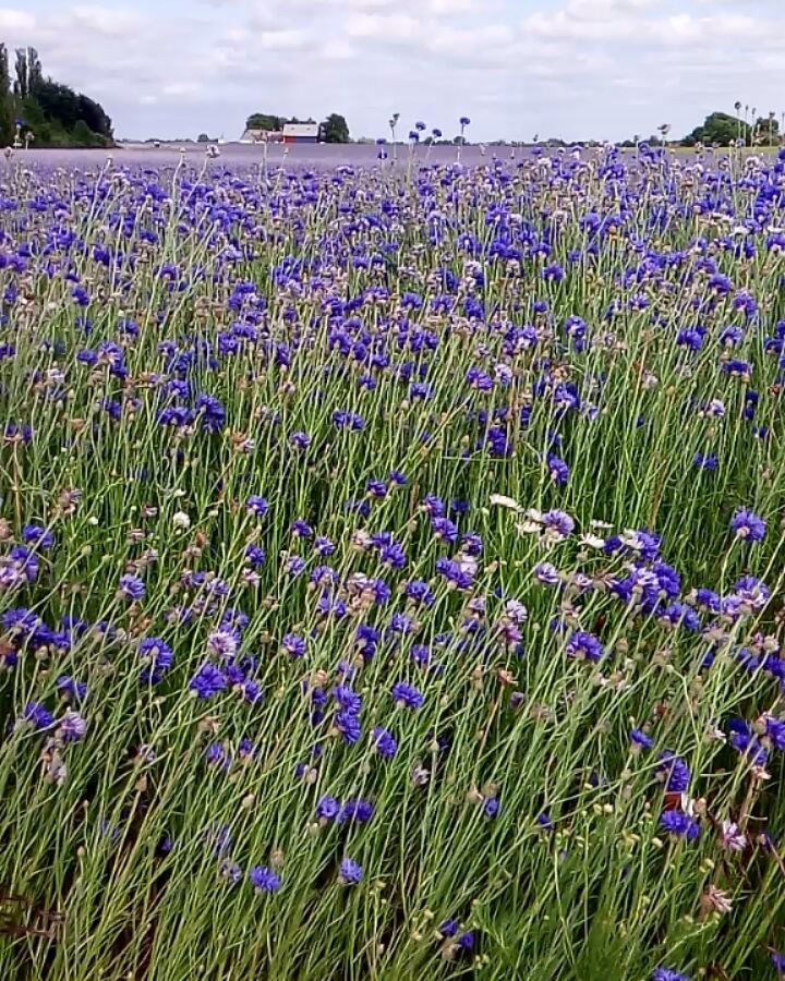 #bluefields #cornflower #cornflowerfield #blue