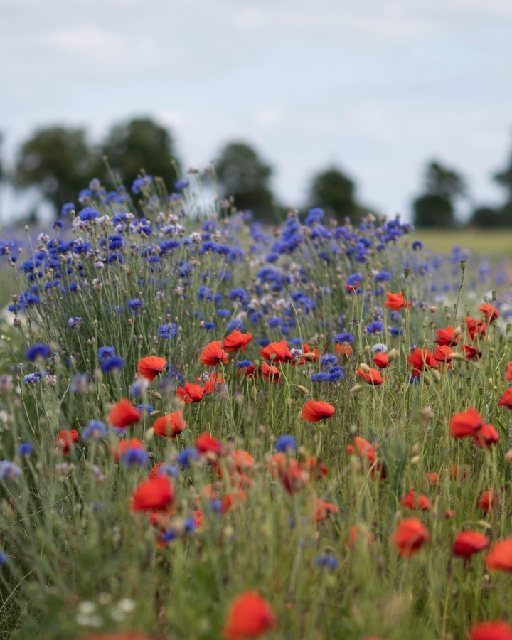 #summer #flowers