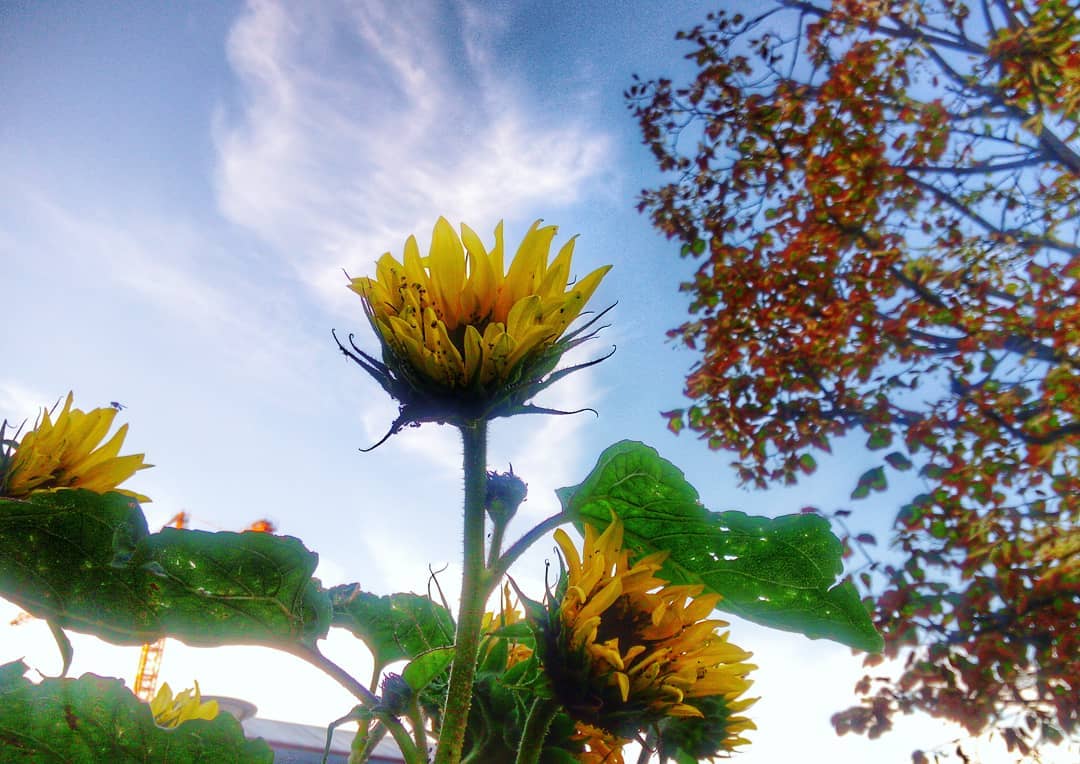 #sunflower #summer #bluesky #phonography #ulefonearmor