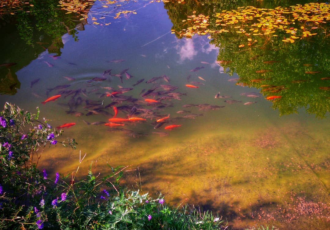 #goldfish #pond #fish #karp
