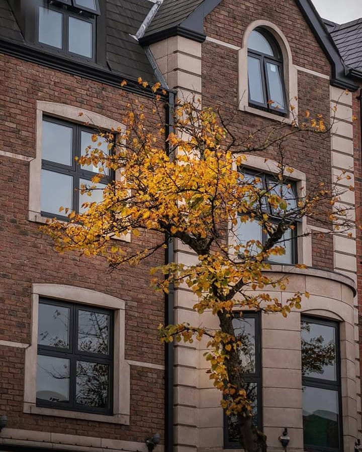 Autum on Botanic ave. #autumn #autumnleaves #fall #urbanfall #belfast #botanicavenue #tree #documentbelfast