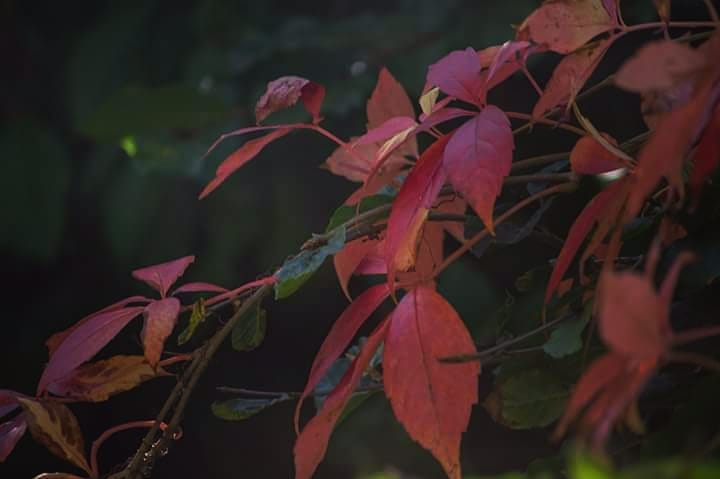 #autumn #autumnleaves #nature