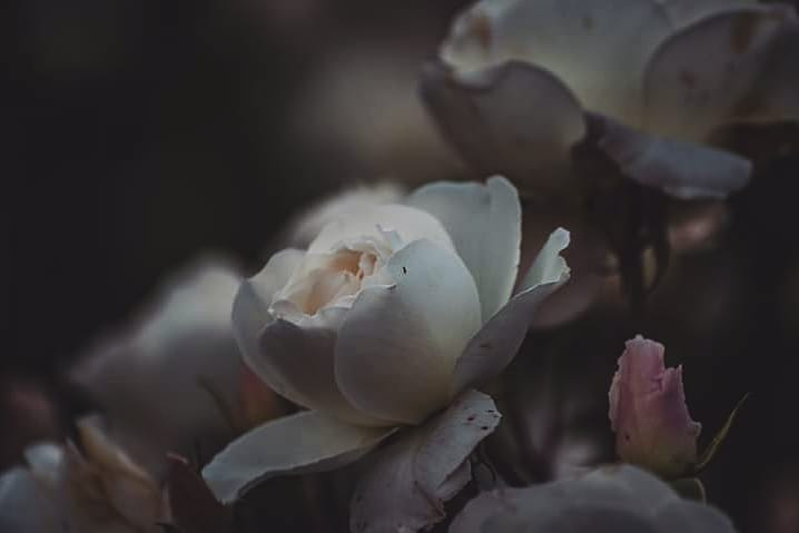 #belfastbotanicgardens #roses #whiterose #flowersofinstagram