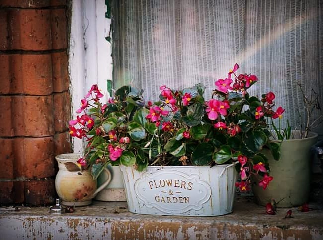 #brookvaleavenue #flower #shabbychic