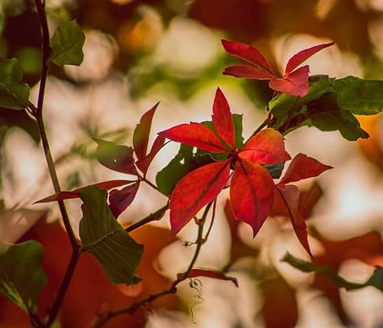 #loveautumn #leaves? #fall #colors #nature #ig_fall