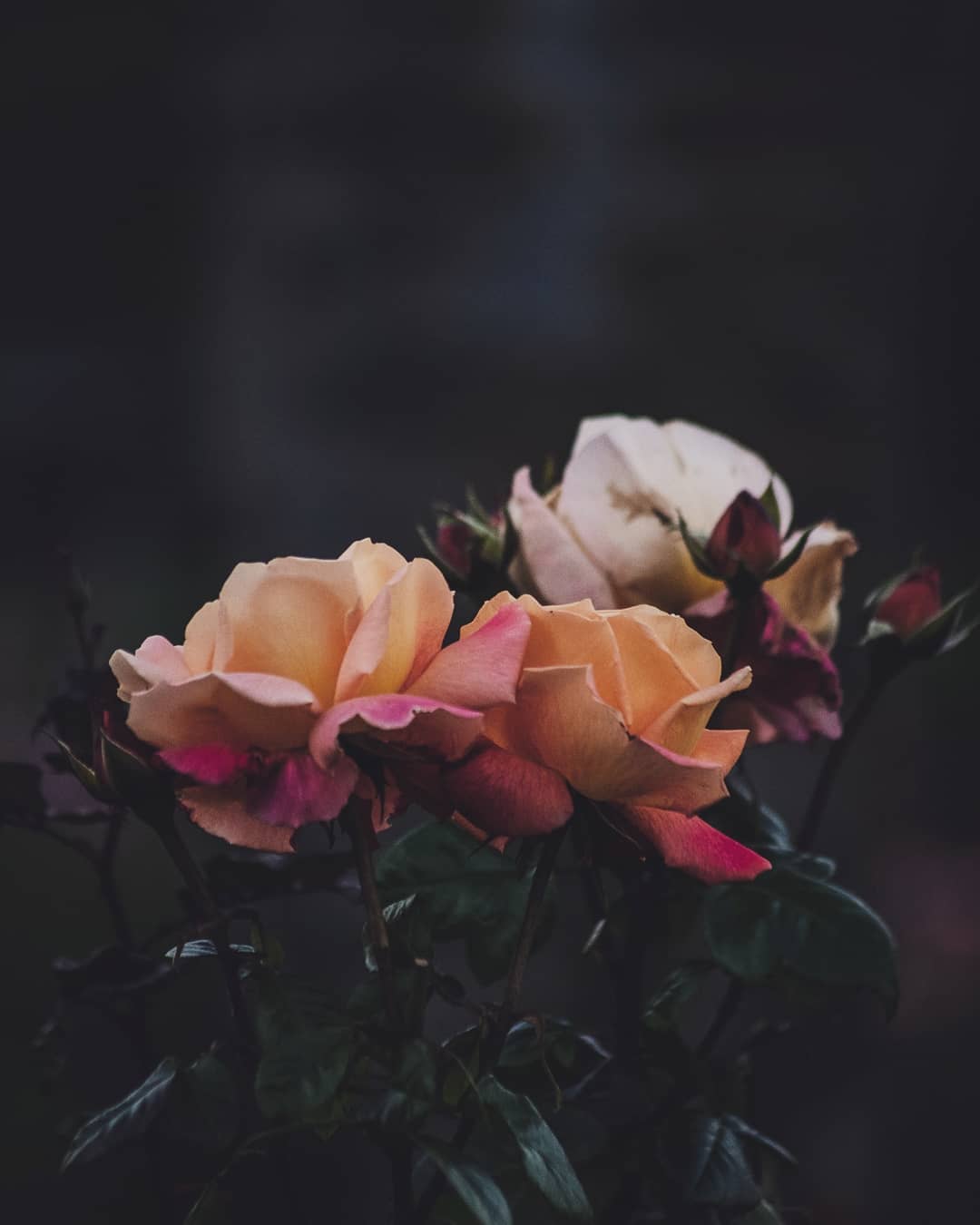 #roses #rosegarden #belfastbotanicgardens #bestflowerspics #bestflowers #flowersofinstagram #ig_flowers #floweroftheday #scandiaphoto