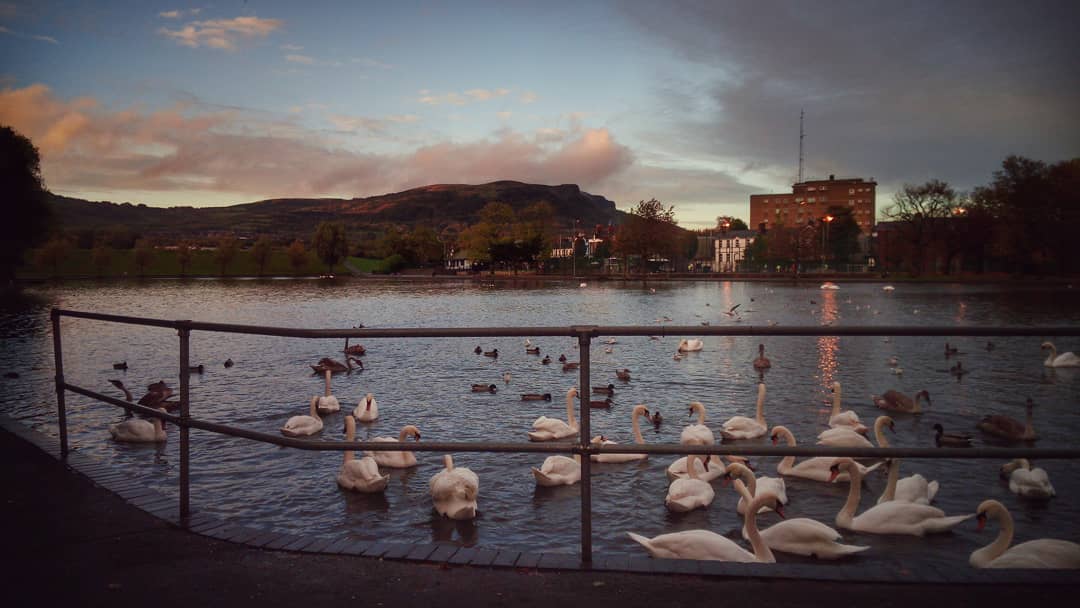 #waterworks #waterworksbelfast #swanlake #belfast #sunset #cavehillbelfast #swans #autumn #water