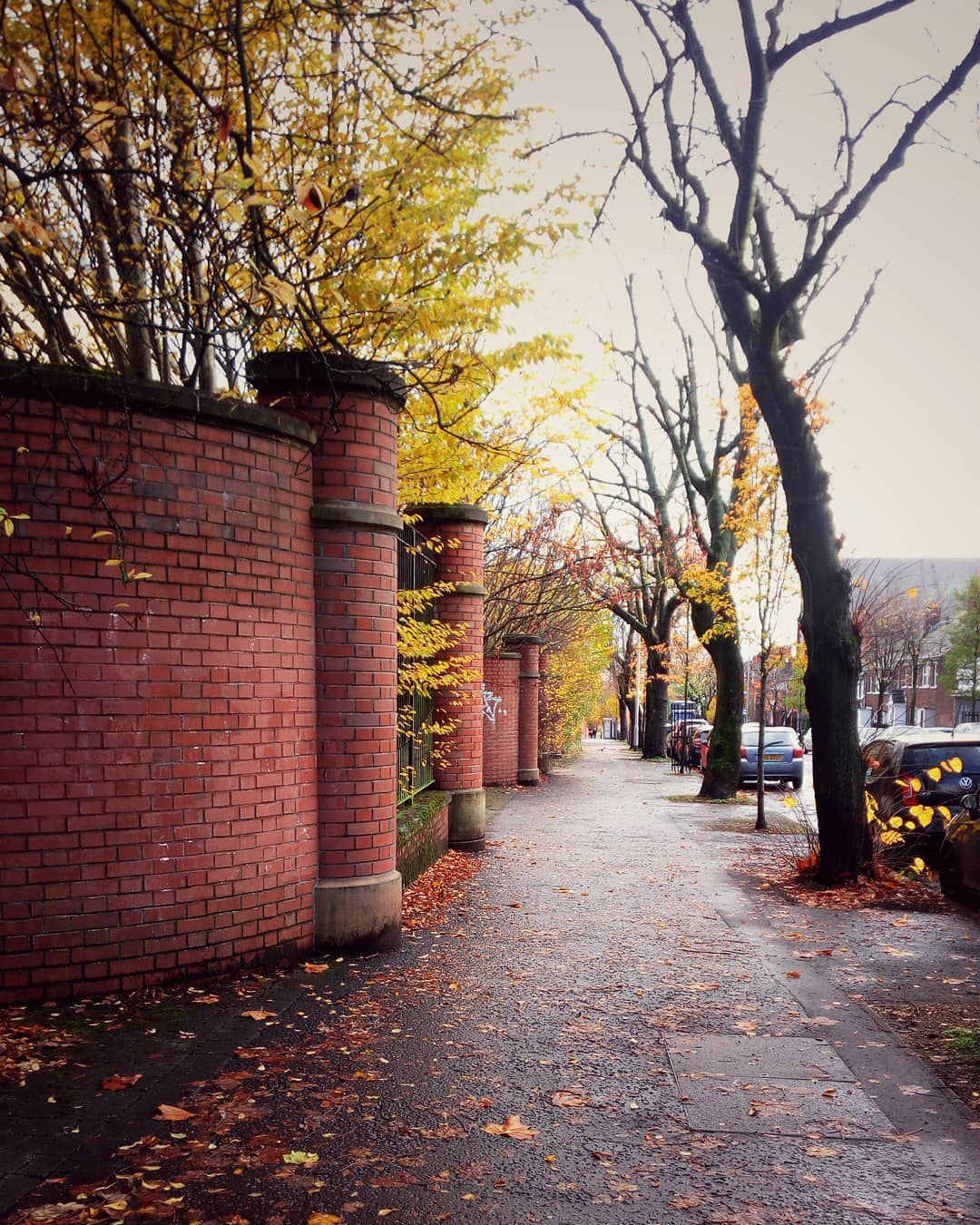 #urbanfall #belfast #trees
