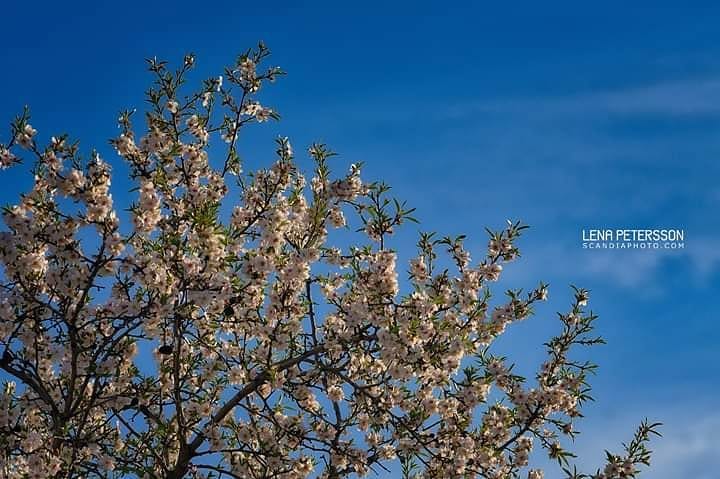 #blossom #bluesky #bloomingtrees #spring #springflowers #spain #malgratdemar #ig_flowers #ig_spring