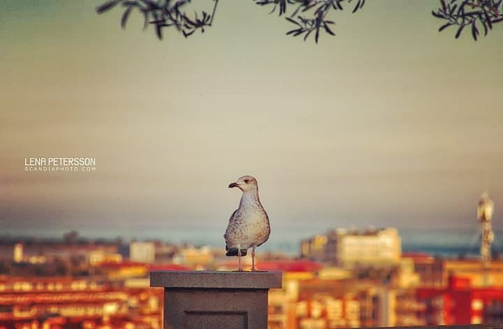 #kingofthehill #seagull #view #urban #parcdecastell #malgratdemar #spain #ontopoftheworld #ig_europe #bestoftheday #bestofinstagram #birds