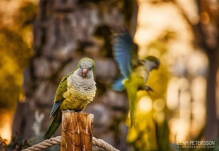 #parakeet #wildbirds #parakeetpark #birds #tropicalbirds #malgratdemar #spain #catalonia