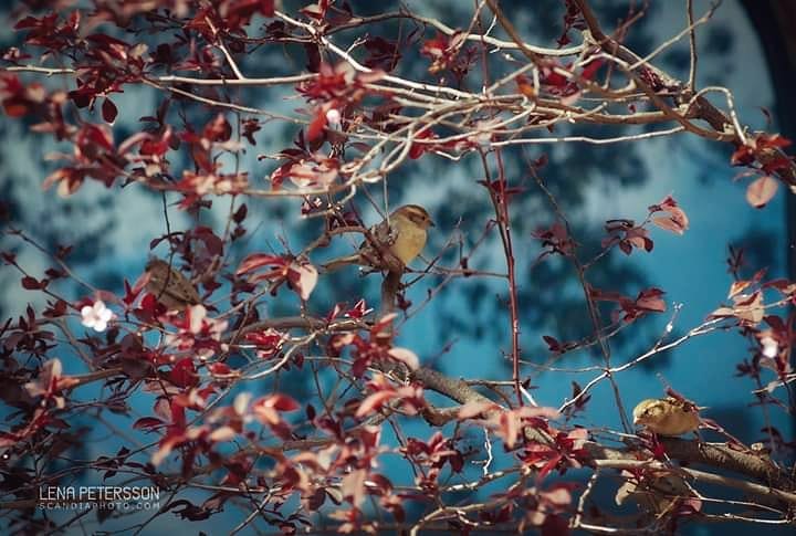 #birds #blossoms #bluesky #dalimuseum #park #spain