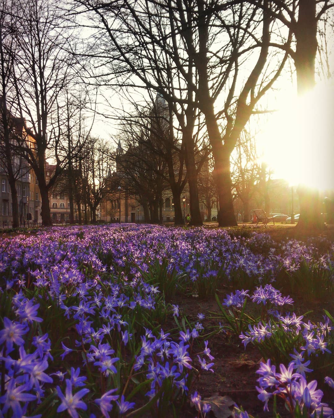 #springflowers #urbanspring #park #citiesoftheworld