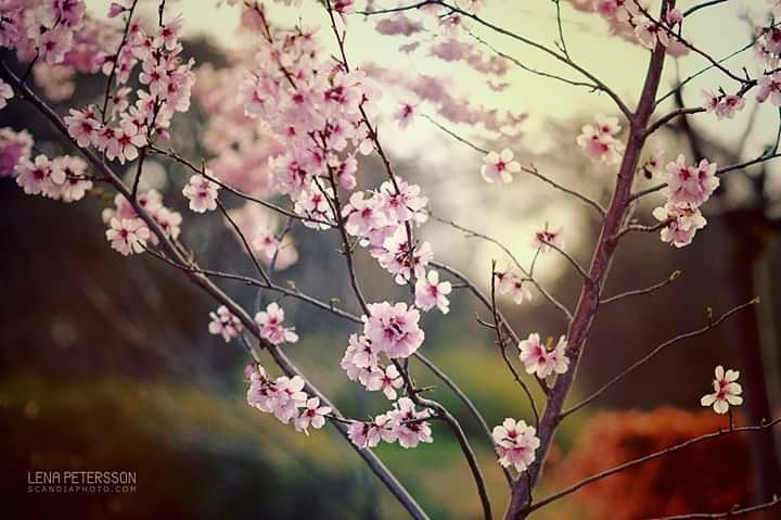 #cherryblossom #blossoms #bloomingtrees